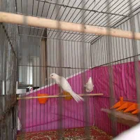 قناری2عدد نر سفید یسر تولک هستن