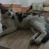 واگذاری رایگان گربه بازیگوش