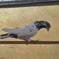 کبوتر|پرنده|تهران, بریانک|دیوار