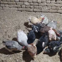 ۱۰عددمرغ ۲سال تخم میزارن هرروز|حیوانات مزرعه|زرین دشت (همدان), |دیوار