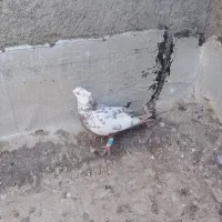 دم مشکی نر 700