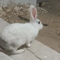 خرگوش