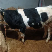 گوساله سمینتال خوش خوراک