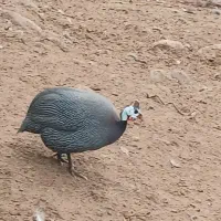 مرغ شاخدار نر