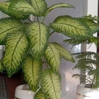 گل دیفن باخیا