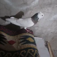 کبوتر رنگی|پرنده|اهواز, منبع اب|دیوار