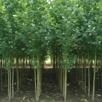 تا پایان هفته خرید نهـال صنوبـر با تخفیف ویژه|خدمات باغبانی و درختکاری|بازرگان, |دیوار