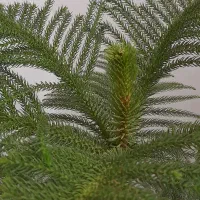 کاج مطبق|گل و گیاه طبیعی|کرج, خرمدشت|دیوار