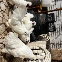 تخم‌مرغ محلی نطفه دار تازه