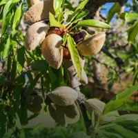 ـ نهـال بادام اصیل