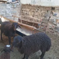 بره نر چاق گیلو۳۷۰ت تمام