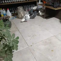 پرنده|پرنده|اقبالیه, |دیوار