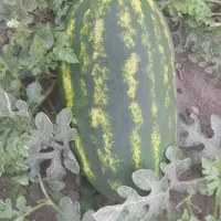 هندوانه نو سیاه ساکاتا بیضی شب یلدا