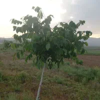 باغ ۵۰۰۰ متری|فروش زمین و ملک کلنگی|فریمان, |دیوار