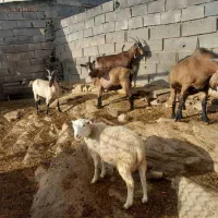 بزآلپای بزشیری بزنرسانن|حیوانات مزرعه|کهریزک, |دیوار