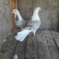 دوچرخه موتورسیکلت|دوچرخه، اسکیت، اسکوتر|آران و بیدگل, |دیوار