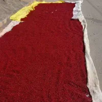 زرشک تازه ناب بیرجند|خوردنی و آشامیدنی|تربت جام, پاسداران|دیوار