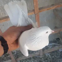 کفتر غریب|پرنده|شهر ری, شهادت|دیوار