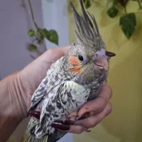 فروش عروس هلندی|پرنده|بندر انزلی, آخرخط|دیوار