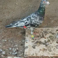 فروشی کود کبوتر