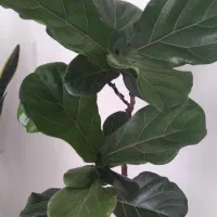 لیرانتا دوبوته ای گل درختی بسیار زیبا