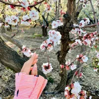 فروش لباس فرم مدرسه علم الهدی سایز یک