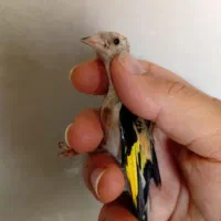 جوجه سهره نر و ماده|پرنده|قرچک, مهدیه|دیوار