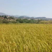 فروش برنج چمپا