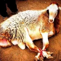گوسفند بره نر جوان گوشتدار زنده باذبح رایگان
