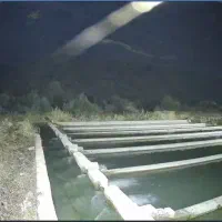 نیاز ب نیروی کار جهت کار در پرورش ماهی در ناغان