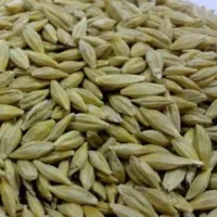 بذرجو برای کشت