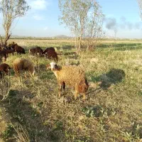 بره قوچ درجه یک