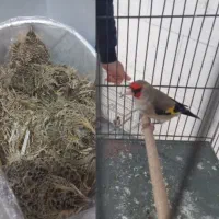 قناری سهره خاکی