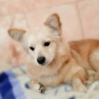 سگ اشپیز پامر