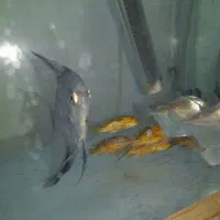 ماهی جدید رسید|ماهی|کوهدشت, |دیوار