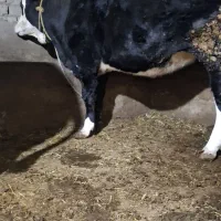 گاو سیمینتال