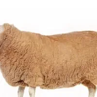 گوسفند زنده غرب شرق مرغ خروس زنده جهت قربانی