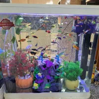 آکواریوم|ماهی|کرمان, |دیوار