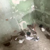 کبوتر پرشی رنگی دم سفید تهرانی