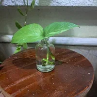 پتوس و برگ بیدی