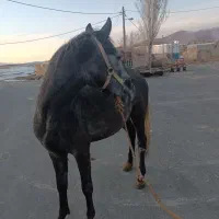 اسب|اسب و تجهیزات اسب‌سواری|سنندج, |دیوار