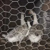 قو غاز نر|حیوانات مزرعه|تاکستان, |دیوار