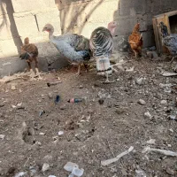 بقلمون نر ماده|حیوانات مزرعه|زابل, |دیوار