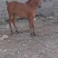 درود زین با عرق گیر با دهنه نریون ۱۵ ماه پر خون|اسب و تجهیزات اسب‌سواری|جنت, |دیوار