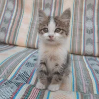 واگذاری حیوان دستی|گربه|قزوین, |دیوار