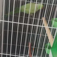 طوطی ملنگو نربا قفس وعروس هلندی نر و ماده بالغ با|پرنده|شیراز, درکی|دیوار