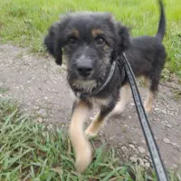 توله اشپیتز تریری پاه کوتاه|سگ|بیله سوار, |دیوار