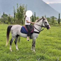 فروش یک راس نریان قد بلند و آرام نیلی رنگ