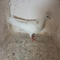 ۳عدد کبوتر طوقی