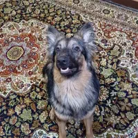 سگ ژرمن شیپرد ۹ ماهه